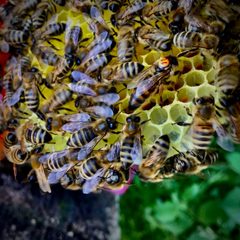 SAR CE Apis mellifera carnica reine ponte by Michel Groux. Used under a CC BY-SA 4.0 license.