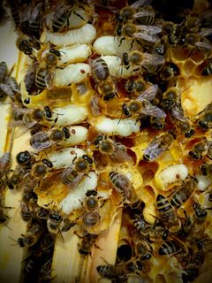 SAR CE Apis mellifera carnica varroas by Michel Groux. Used under a CC BY-SA 4.0 license.