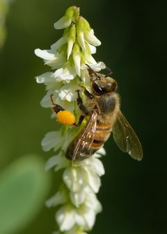 Apis mellifera - Melilotus albus - Keila by Ivar Leidus. Used under a CC BY-SA 4.0 license.
