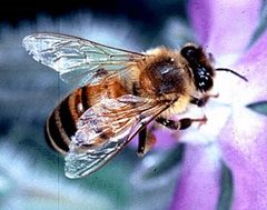 Apis mellifera bi by Etxrge. Used under a Public domain license.