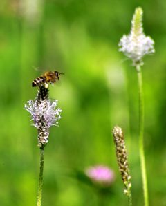 Apis on plantago IMG02839 by bejolino_. Used under a CC BY-SA 4.0 license.