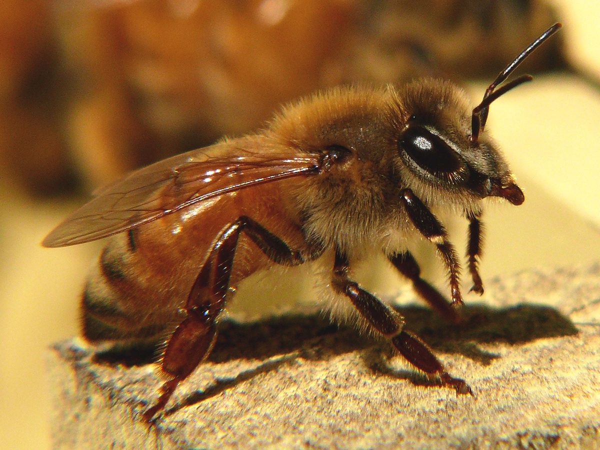 Apini (honey bees): Identification, Facts, and Taxonomy