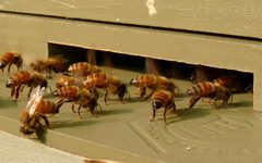 Honeybees-27527-1 by Ken Thomas. Used under a Public domain license.