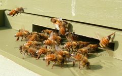 Honeybees-27527-2 by Ken Thomas. Used under a Public domain license.