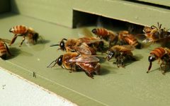 Honeybees-27527-3 by Ken Thomas. Used under a Public domain license.