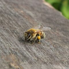 Ligustica italian bee with pollen by Chop2x. Used under a CC BY-SA 3.0 license.