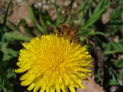 Taraxacum by bejolino_. Used under a CC BY-SA 4.0 license.