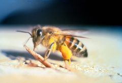 Apis mellifera scutellata by Jeffrey W. Lotz, Florida Department of Agriculture and Consumer Services, Bugwood.org. Used under a CC BY 3.0 license.