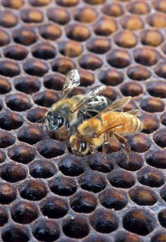 Apis mellifera scutellata 1355020 by Scott Bauer, USDA Agricultural Research Service. Used under a Public domain license.