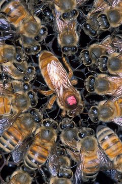 Apis mellifera scutellata 1355021 by Scott Bauer, USDA Agricultural Research Service. Used under a Public domain license.