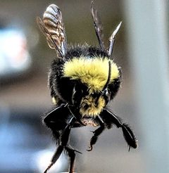 Bombus caliginosus by Timbourine. Used under a CC BY-SA 3.0 license.