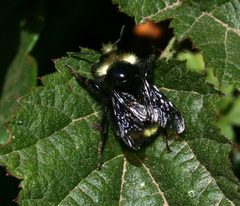 Bombus caliginosus - vosnesenskii - Flickr - S. Rae by S. Rae from Scotland, UK. Used under a CC BY 2.0 license.