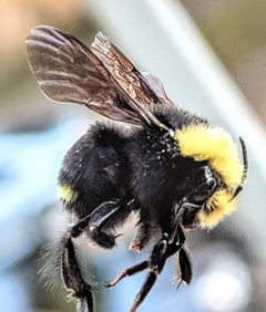 Bombus caliginosus 2 by Timbourine. Used under a CC BY-SA 3.0 license.