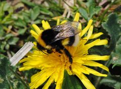 Bombus cryptarum by 



This image is created by user Rick Geling at Waarneming.nl, a source of nature observations in the Netherlands.
. Used under a CC BY 3.0 license.