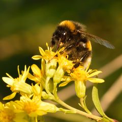 Bombus cryptarum - Solidago virgaurea - Keila by Ivar Leidus. Used under a CC BY-SA 4.0 license.