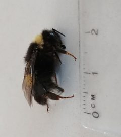 Bombus cryptarum 89958735 by loganjlbradley. Used under a CC BY 4.0 license.