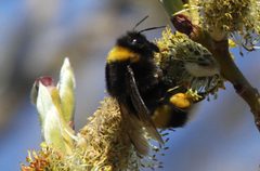 Bombus cryptarum dronning by Jan Ove Gjershaug/Norsk institutt for naturforskning. Used under a CC BY 3.0 license.