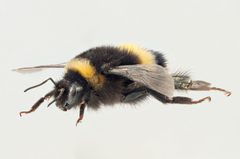 Bombus cryptarum dronning1 by Arnstein Staverløkk/Norsk institutt for naturforskning. Used under a CC BY 3.0 license.