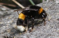 Bombus cryptarum dronning2 by Jan Ove Gjershaug/Norsk institutt for naturforskning. Used under a CC BY 3.0 license.