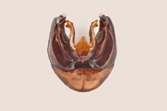Bombus cryptarum genitalia by Arnstein Staverløkk/Norsk institutt for naturforskning. Used under a CC BY 3.0 license.