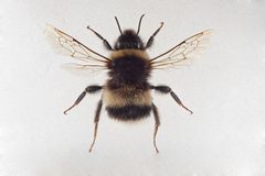 Bombus cryptarum hann by Arnstein Staverløkk/Norsk institutt for naturforskning. Used under a CC BY 3.0 license.