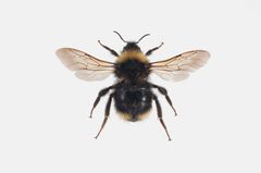 Bombus flavidus01 by Arnstein Staverløkk, Norsk institutt for naturforskning. Used under a CC BY 3.0 license.