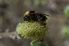 Bombus flavidus02 by Arnstein Staverløkk, Norsk institutt for naturforskning. Used under a CC BY 3.0 license.