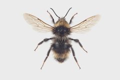 Bombus flavidus03 by Arnstein Staverløkk, Norsk institutt for naturforskning. Used under a CC BY 3.0 license.