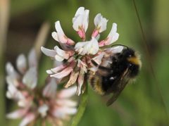 Bombus flavidus04 by Jan Ove Gjershaug, Norsk institutt for naturforskning. Used under a CC BY 3.0 license.