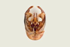 Bombus flavidus genitalia by Arnstein Staverløkk, Norsk institutt for naturforskning. Used under a CC BY 3.0 license.