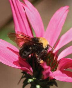 Bombus franklini by James P. Strange, USDA-ARS Pollinating Insect Research Unit. Used under a Public domain license.