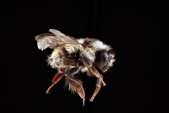 Bombus bifarius by USGS Native Bee Inventory and Monitoring Laboratory. Used under a Public domain license.