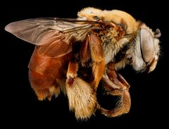 Centris errans female by USGS Native Bee Inventory and Monitoring Laboratory. Used under a Public domain license.