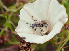 Bindweed Turret Bee imported from iNaturalist photo 122423945 on 13 March 2024 by (c) George Williams, some rights reserved (CC BY). Used under a CC BY 4.0 license.