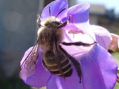 Diadasia bituberculata by iNaturalist user: trickykid1. Used under a CC BY 4.0 license.