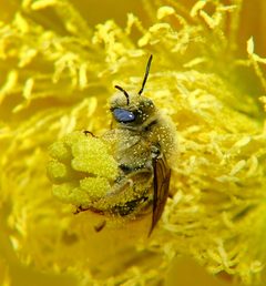 Diadasia Bee Straddles Cactus Flower Carpels by Jessie Eastland. Used under a CC BY-SA 4.0 license.