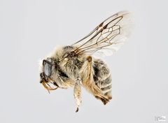 Diadasia diminuta by The Packer Lab. Used under a Attribution license.