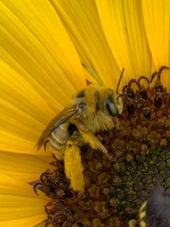 Sunflower Chimney Bee imported from iNaturalist photo 220574229 on 13 March 2024 by (c) Ellen Eiriksson, some rights reserved (CC BY). Used under a CC BY 4.0 license.