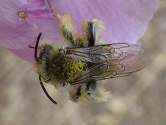 Diadasia ochracea by Daniel. Used under a CC BY 4.0 license.