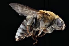 Cemolobus ipomoeae by USGS Native Bee Inventory and Monitoring Laboratory. Used under a Public domain license.