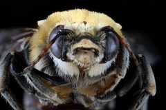 Cemolobus ipomoeae1 by USGS Native Bee Inventory and Monitoring Laboratory. Used under a Public domain license.