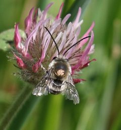 Eucera actuosa by Robin Gwen Agarwal. Used under a CC BY-SA 4.0 license.