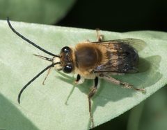 Eucera frater by Don Loarie. Used under a CC BY 4.0 license.