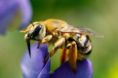 Eucera hamata by Janet MacFarlane. Used under a CC BY 4.0 license.