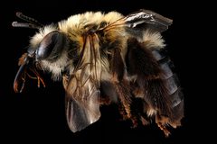 Eucera rosae by USGS Native Bee Inventory and Monitoring Laboratory. Used under a Public domain license.