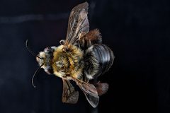 Eucera rosae1 by USGS Native Bee Inventory and Monitoring Laboratory. Used under a Public domain license.