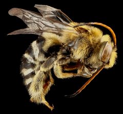 Florilegus condignus by Sam Droege. Used under a CC BY 2.0 license.