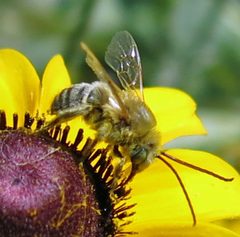 Melissodes agilis male by Jacy Lucier. Used under a CC BY-SA 4.0 license.