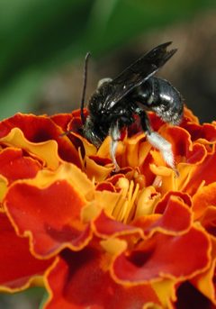 Melissodes bimaculatus by Original uploader was Pollinator at en.wikipedia. Used under a CC BY-SA 3.0 license.