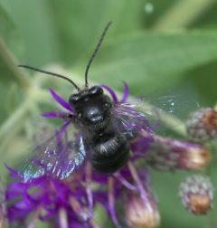Melissodes bimaculatus P1260450a by 
xpda. Used under a CC BY-SA 4.0 license.